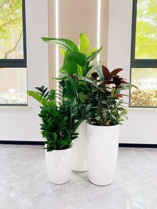 余姚专业绿植租摆，为您的生活注入自然气息